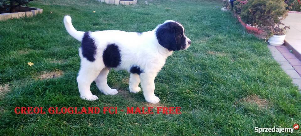 landseer piękne pieski sprzedam