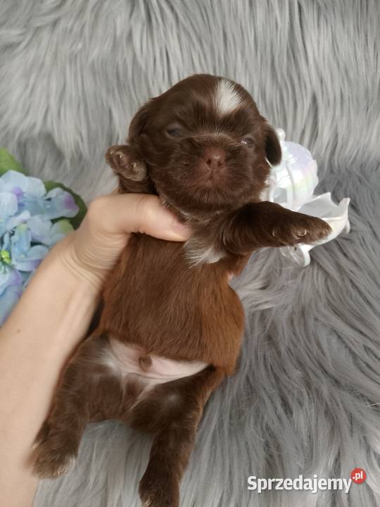 Czekoladowy piesek rasy ShihTzu sprzedam