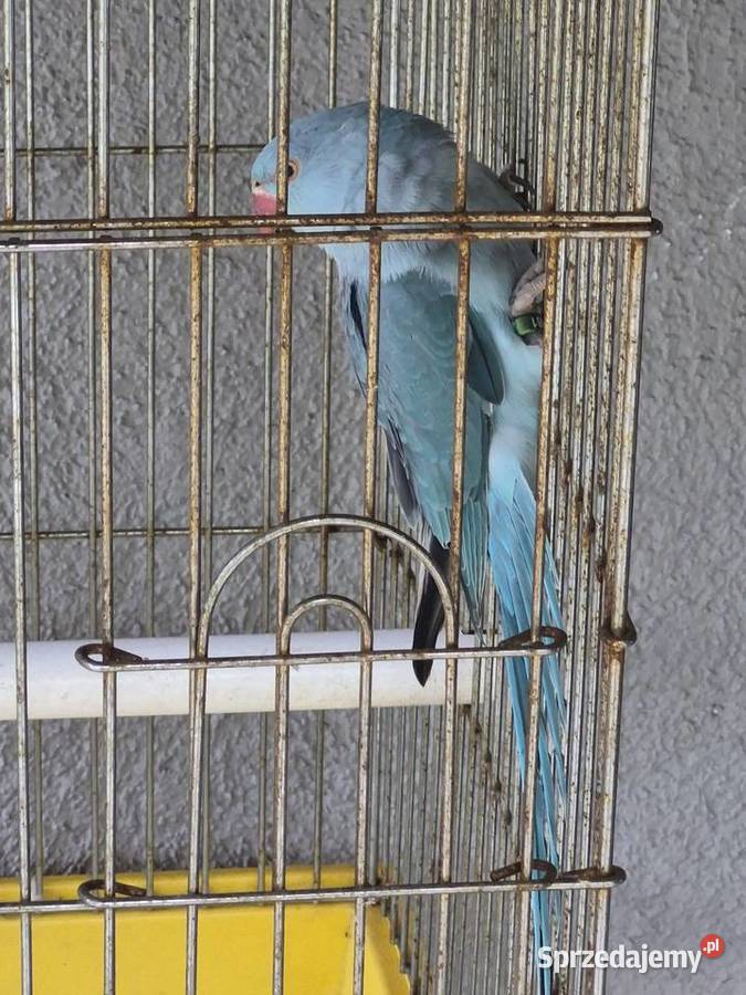 Papuga Aleksandreta z klatkom Ptaki Sątopy