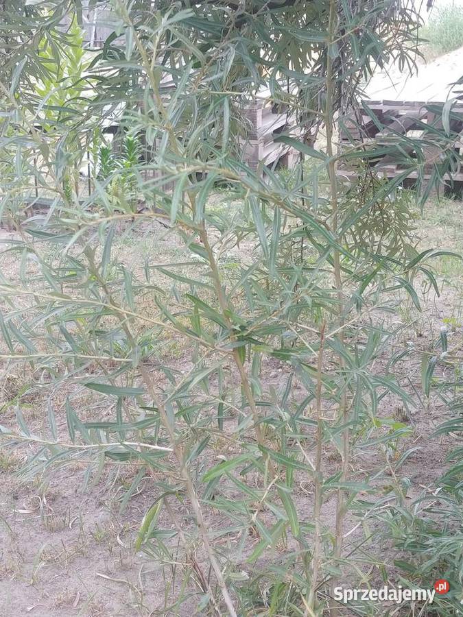 Rokitnik sadzonki Pozostałe podlaskie Mońki