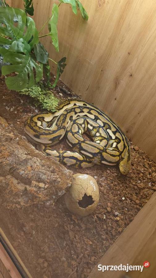 Pyton siatokwany reticulatus samiczka