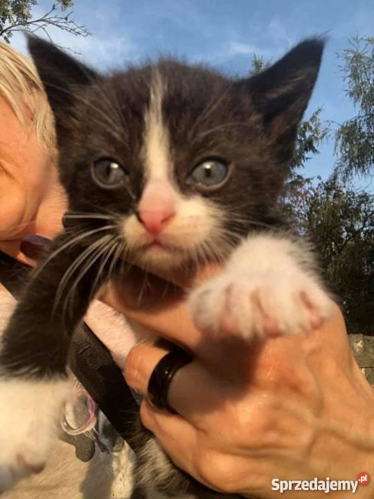 2 małe kotki Solec Kujawski