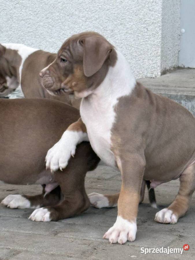 American bully xl szczeniak Czerlejno sprzedam