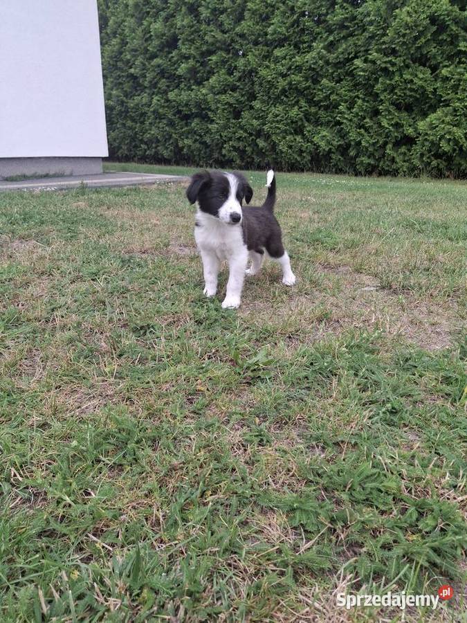 Szczeniaki border collie śląskie Mykanów