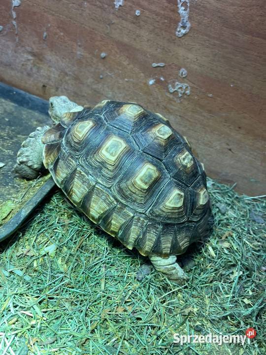 Zółw pustnyy żółw lądowy centrochelys sulcata