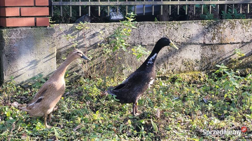 Kaczor biegus indyjski Kamionka Wielka