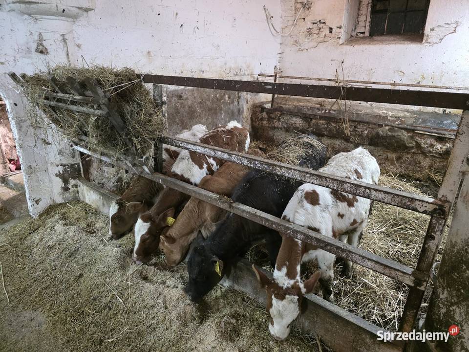 Sprzedam cielaki Legnica