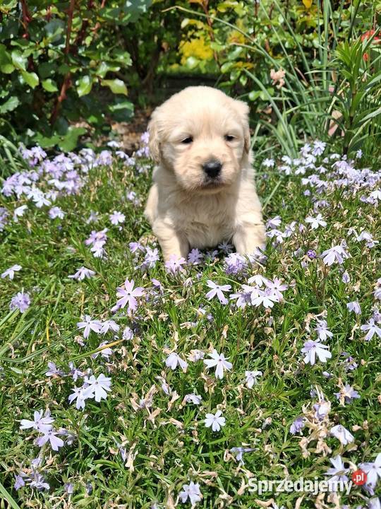 Szczenięta Golden Retriver Limanowa