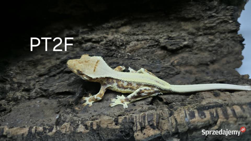 Gekon Orzesiony samica Terrarium Gekony Kielce sprzedam