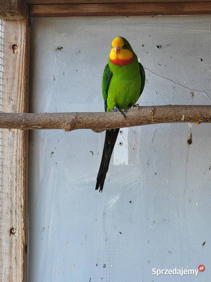Rozelle Białolice Barabandy Otmice