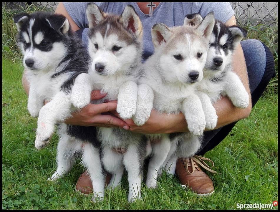Szczenięta Siberian Husky Bolesławice