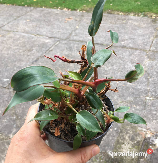 Filodendron Philodendron pincushion miniatura do małopolskie Kraków