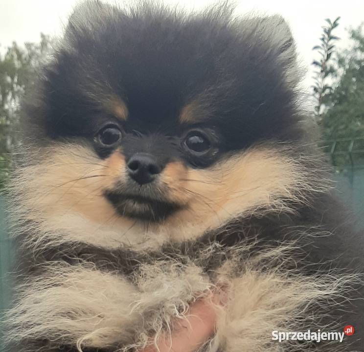 Szpic miniaturowy pomeranian sunia Pabianice