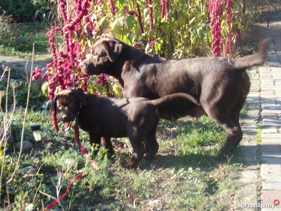 Sprzedam szczenięta labrador retriever Wrocław sprzedam