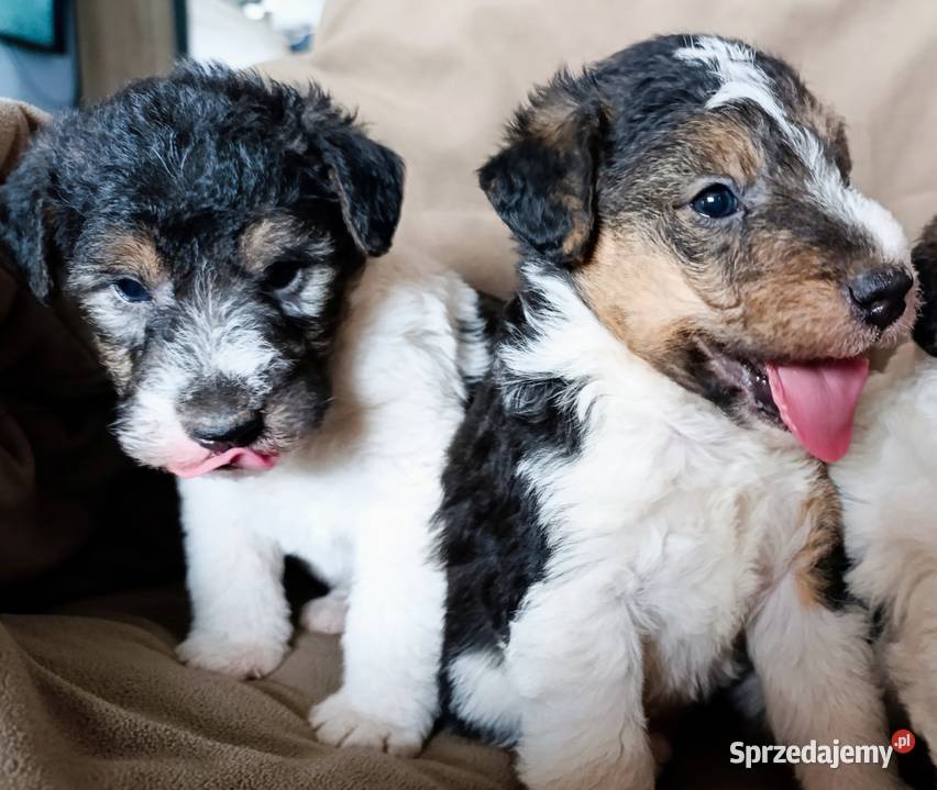 Foksterier tricolor szorstkowłosy Pozostałe Sokołów Podlaski