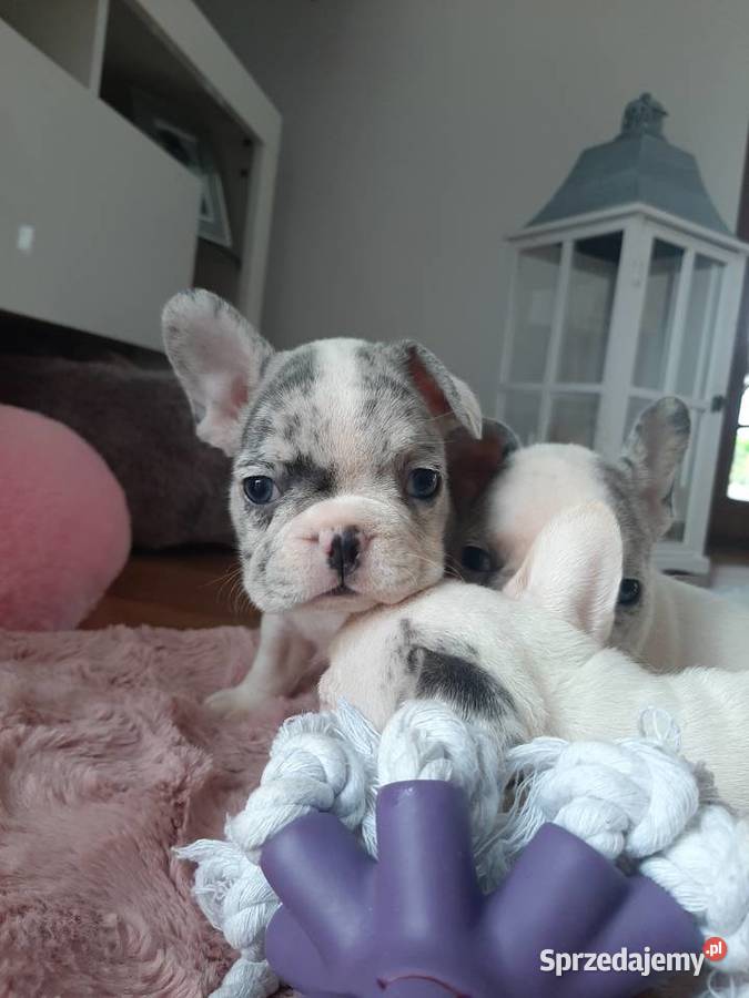 Buldogi francuskie merle blue BŁĘKITNE OCZY