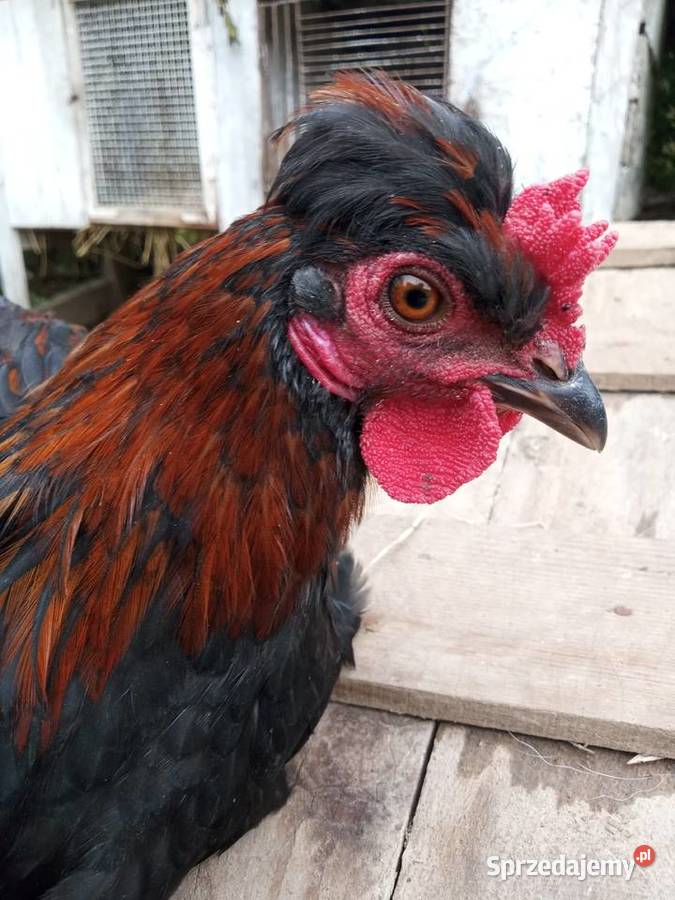 Sprzedam Pół lilputy Konary