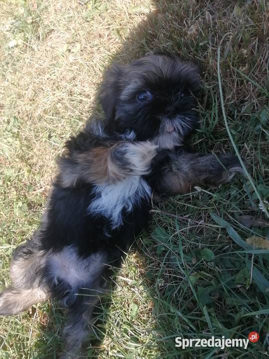 Szczeniaki shihtzu gotowe do odbioru Jodłówka-Wałki sprzedam
