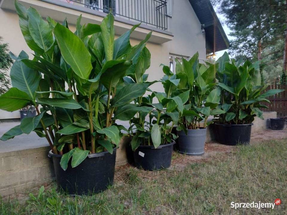 Kanny czerwone Ogród Komornica