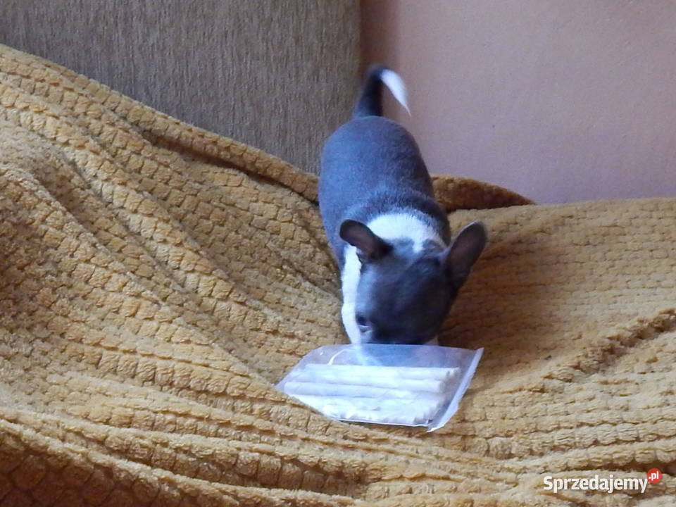 Błękitny piesek z posrebrzeniem i pozłoceniem Częstochowa