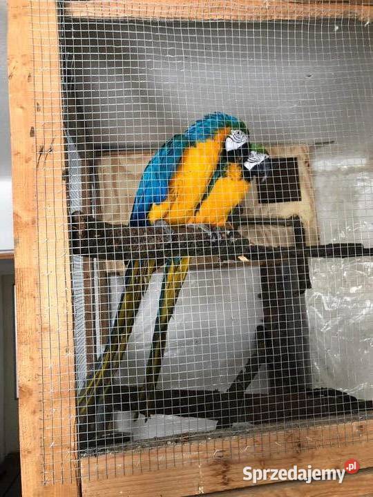 Ara ararauna para