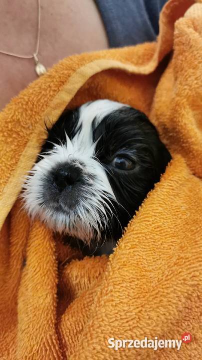 Shih tzu pies pomorskie Shih Tzu pomorskie