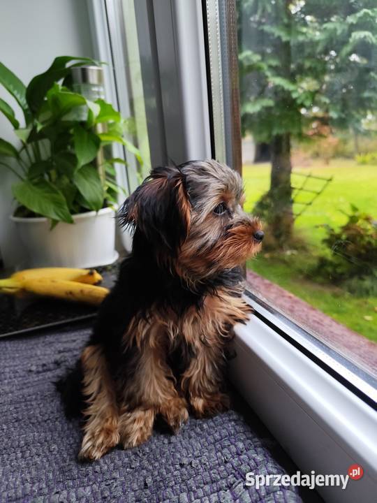 Yorkshire Terrier Bakałarzewo