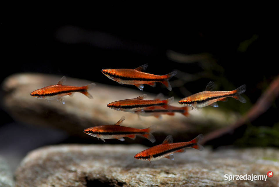 Drobnoustek Beckforda Nannostomus beckfordi Gdańsk