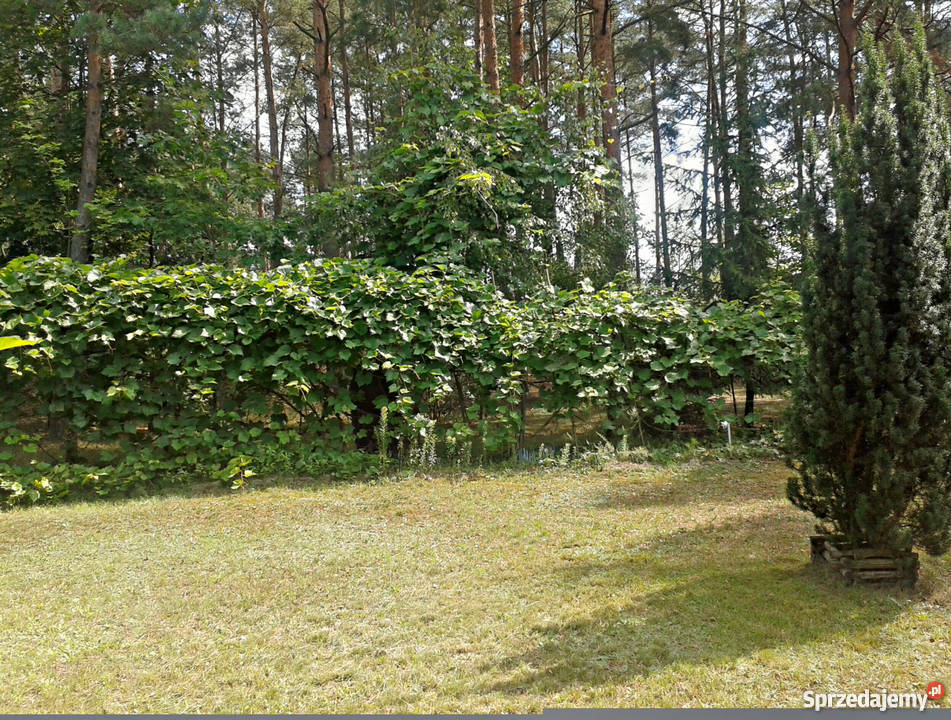 Leśna działka z domkiem Błędowo kPomiechówka Błędowo