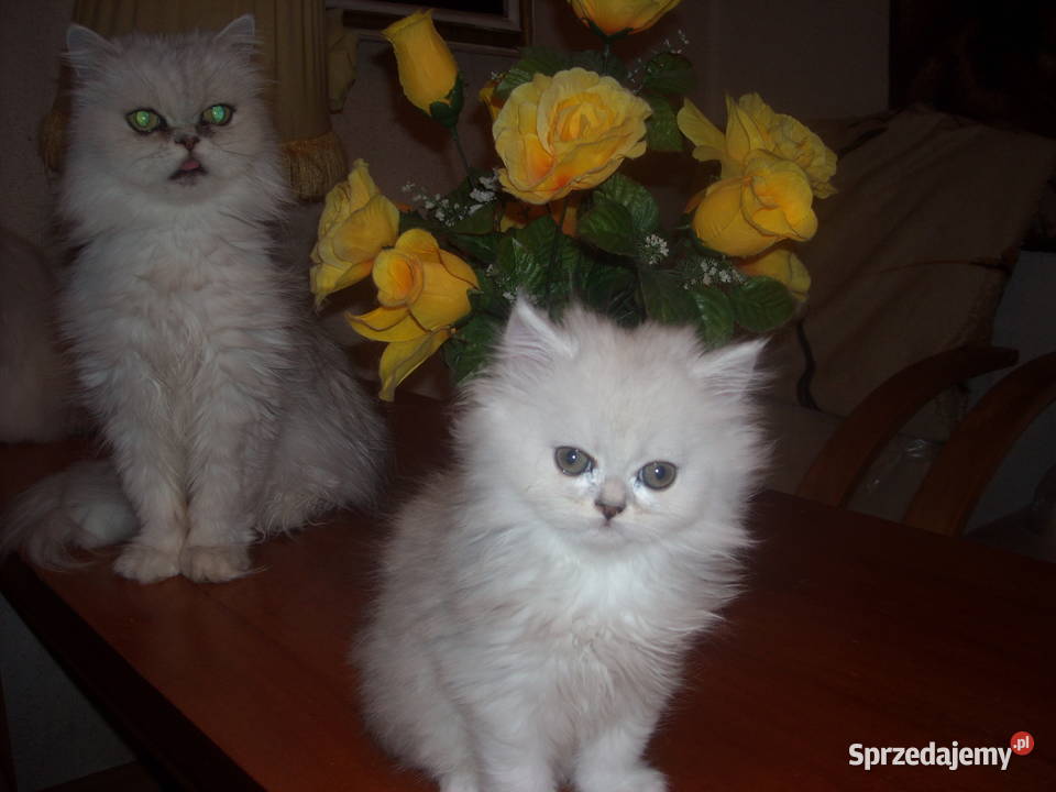 Kocieta perskieszynszylowe Perski Warszawa