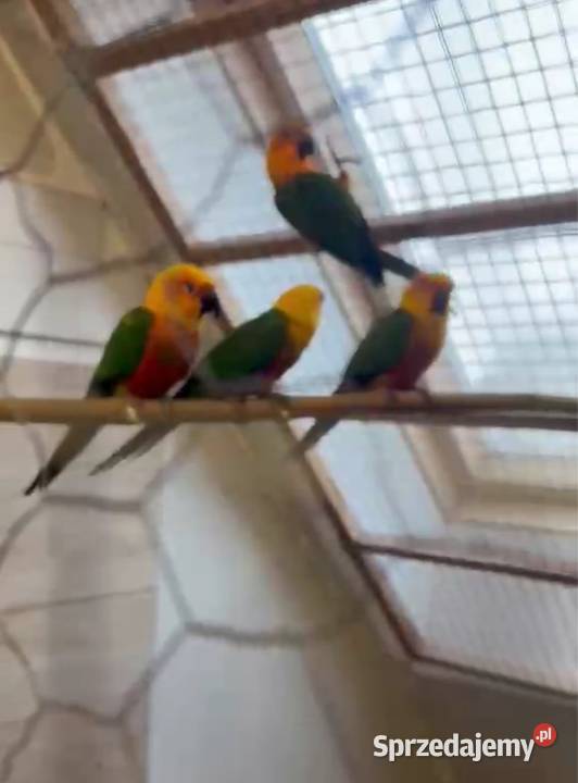 Papugi konury 2 pary Strzegom