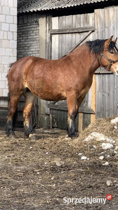 Sprzedam zrebice Konie Konie Waniewo