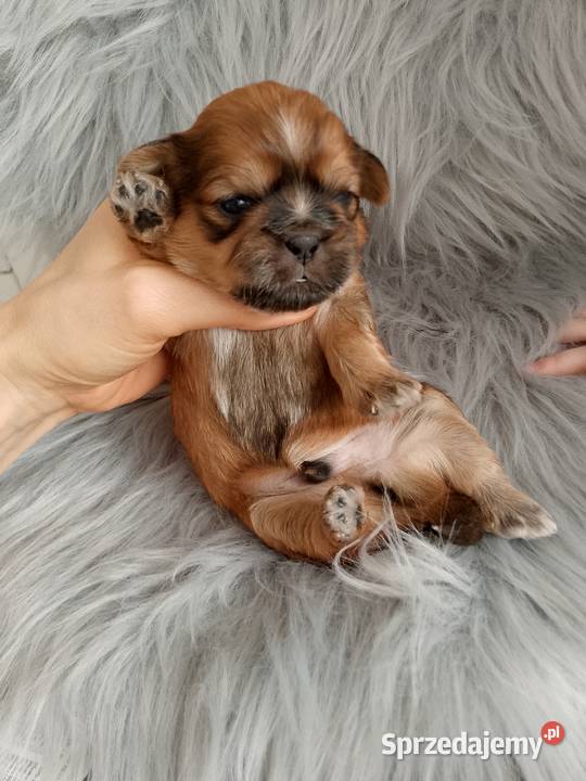 Śliczny złoty piesek rasy ShihTzu Namysłów