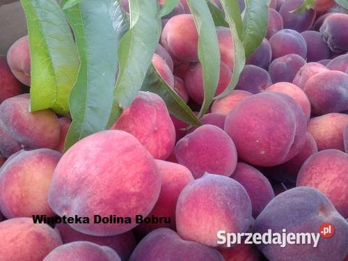 Tłoczenie pasteryzacja soków Pławna Dolna