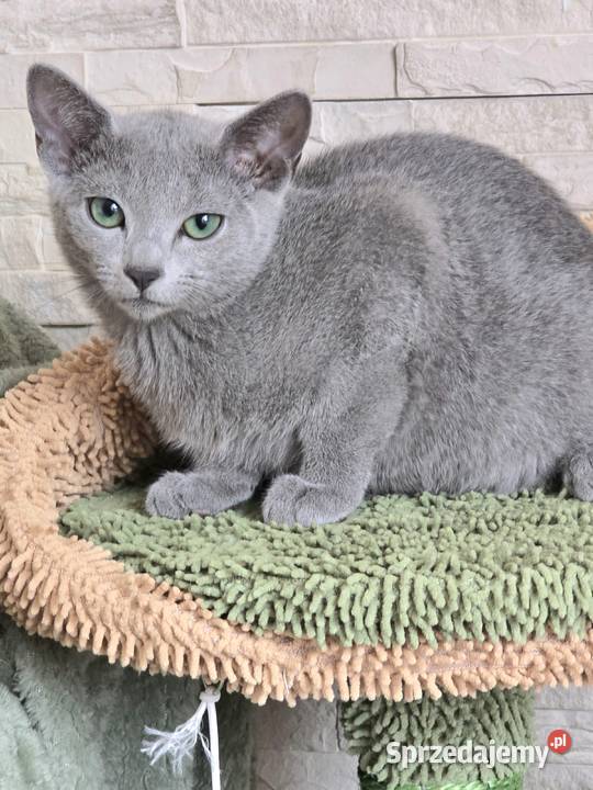 Rosyjskie Niebieskie Rosyjski Józefów sprzedam