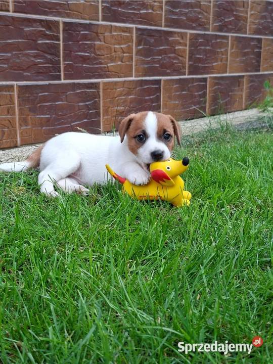 Szczenięta Jack Russell Terrier