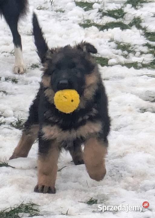 Owczarek niemiecki długowłosy Wołów