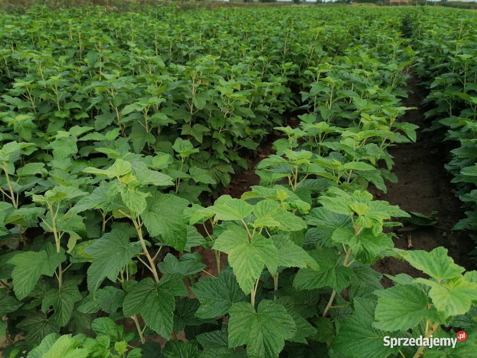 Sprzedam sadzonki porzeczki czarnej Bochotnica