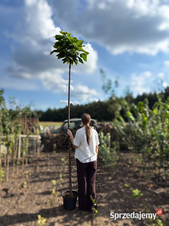 Catalpa Katalpa Nana Surmia bignoniowa 15m 23m Ostrów Wielkopolski sprzedam