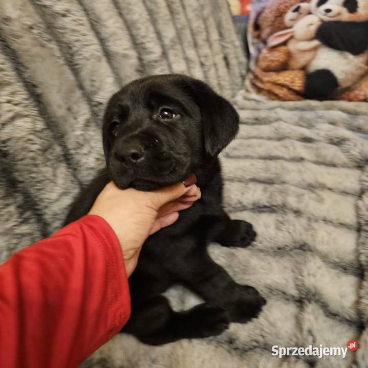 Labrador retriever Mądry Piękny mocnej budowy zachodniopomorskie Kołobrzeg sprzedam