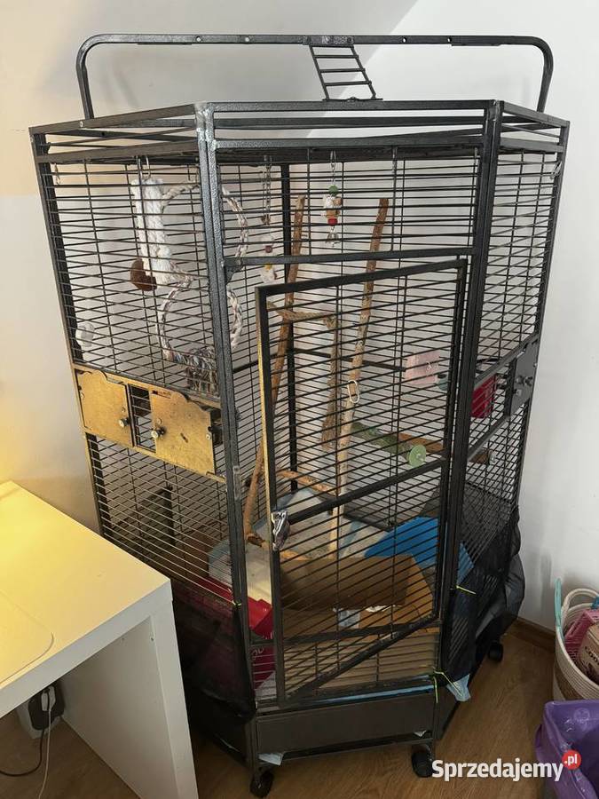 Sprzedam papugę amazonkę żółtogłową