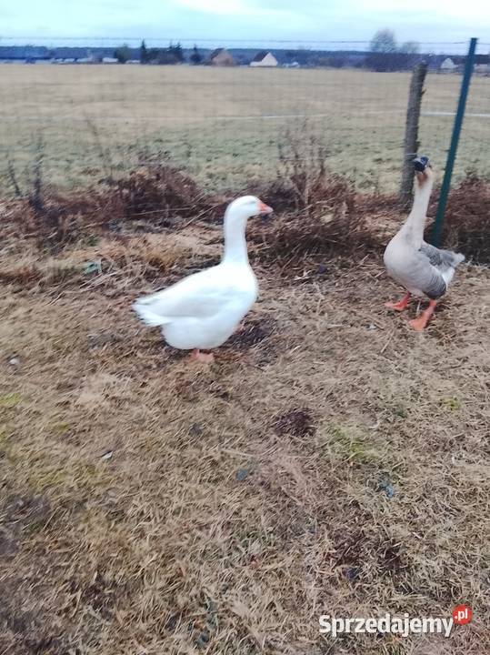 Gęsi białe sprzedam