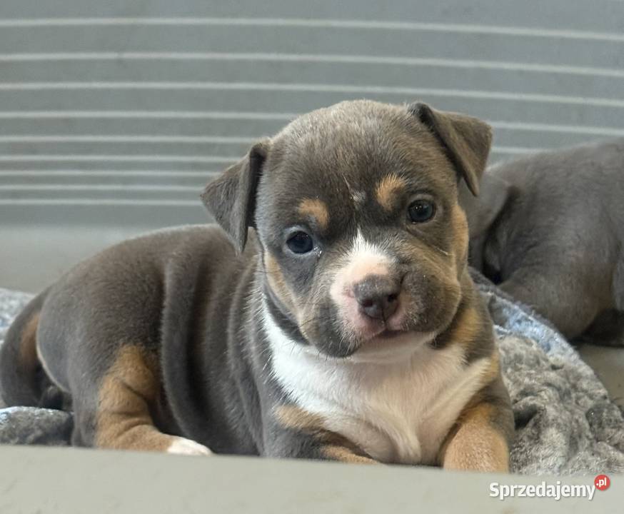 Amstaff Zapraszamy do rezerwacji Szczenięta o Psy Sarnowo