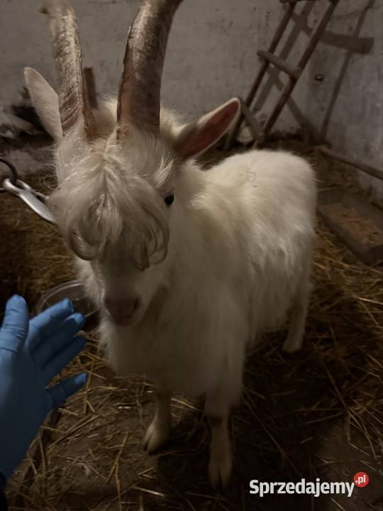 Kozioł saneczki Bieliny