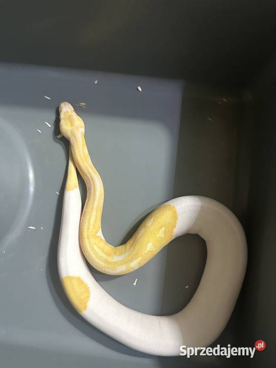 Sprzedam zamienię Gady i płazy