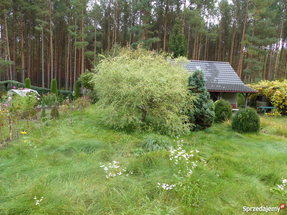 Działka rekreacyjna ROD Promyk sprzedam