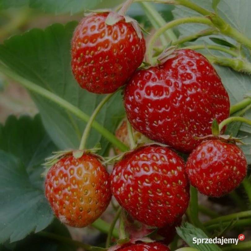 Sadzonki truskawek honeoye Kraśnik