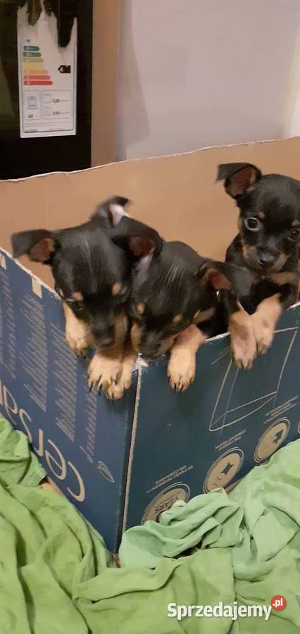 oddam w ręce szczenięta Raciążek sprzedam