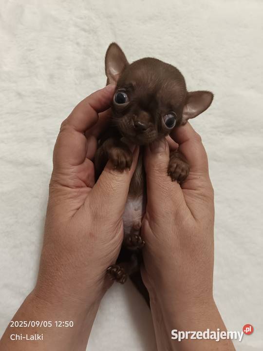 Chihuahua chłopiec xxxs cynamon samiec kujawsko-pomorskie Inowrocław