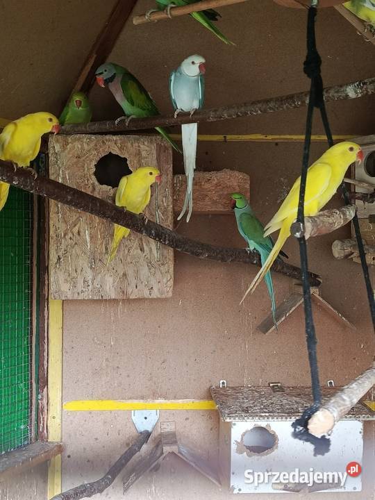 Aleksandretta obrożna Pszów